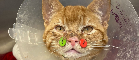 Illustration : "Ce chat opéré après une attaque de chiens porte d'insolites boutons sur la mâchoire et attend une nouvelle famille ! "