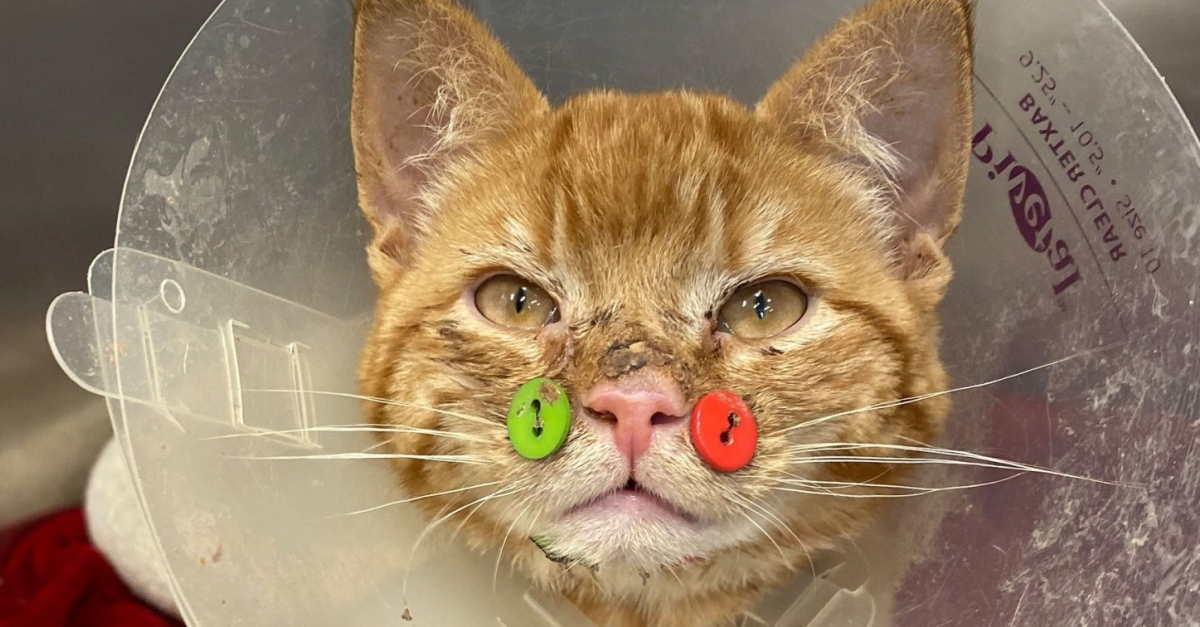 Ce Chat Opere Apres Une Attaque De Chiens Porte D Insolites Boutons Sur La Machoire Et Attend Une Nouvelle Famille Ce Chat Opere Apres Une Attaque De Chiens Porte D Insolites Boutons Sur La Machoire Et Attend Une Nouvelle Famille