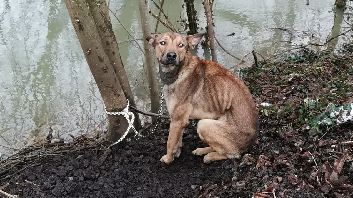 Illustration : "Un chien domestique retrouvé amaigri et attaché à un arbre au bord de la Marne"