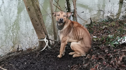Illustration : Un chien domestique retrouvé amaigri et attaché à un arbre au bord de la Marne