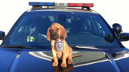 Illustration : 19 photos de chiots heureux d'entamer leur premier jour de travail