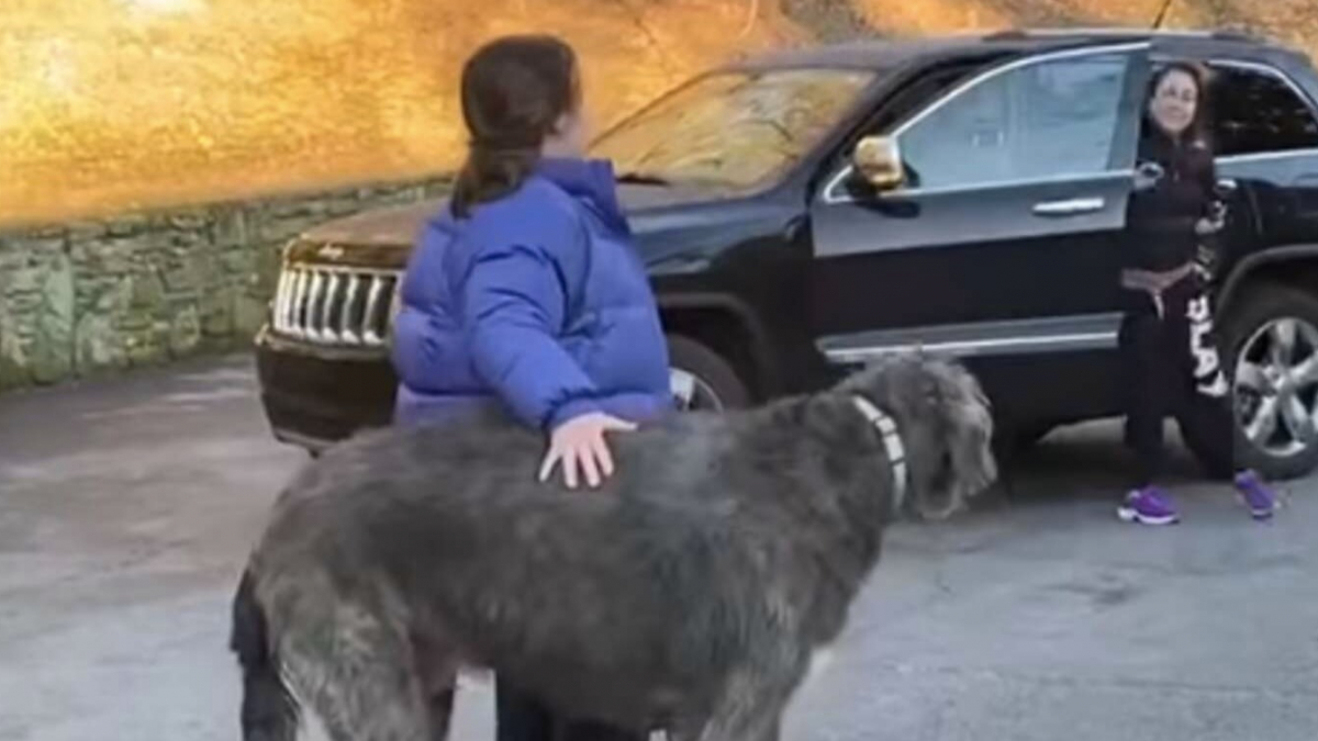 Illustration : "Les retrouvailles émouvantes entre une femme et son chien qu'elle croyait perdu à jamais ! (vidéo)"