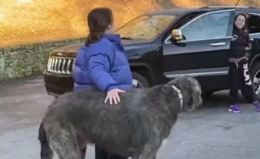 Illustration : "Les retrouvailles émouvantes entre une femme et son chien qu'elle croyait perdu à jamais ! (vidéo)"