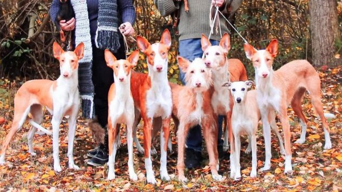 Illustration : "19 photos de chiens et leurs propriétaires heureux d'être en famille"