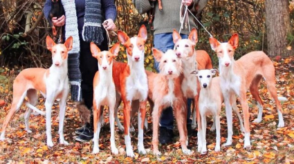 Illustration : 19 photos de chiens et leurs propriétaires heureux d'être en famille