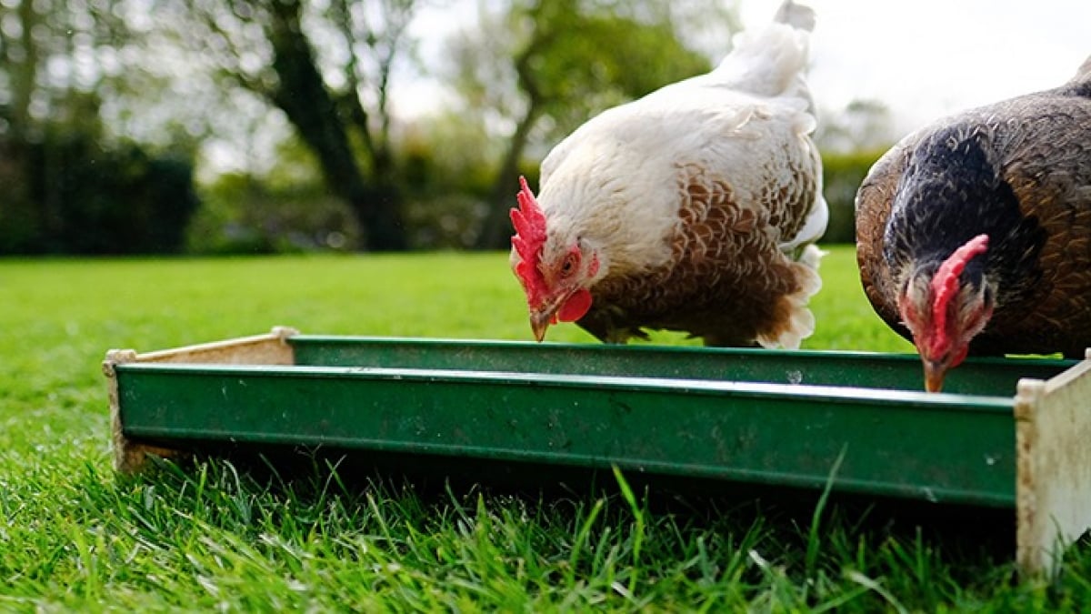 Mangeoire ou abreuvoir pour les oiseaux : on choisit la fonction !