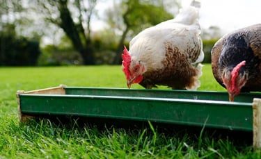 Illustration : "Choisir un abreuvoir pour poules"
