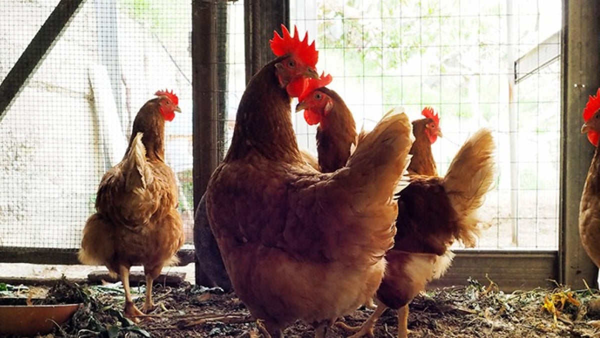 Comment bien choisir sa clôture pour poules ?