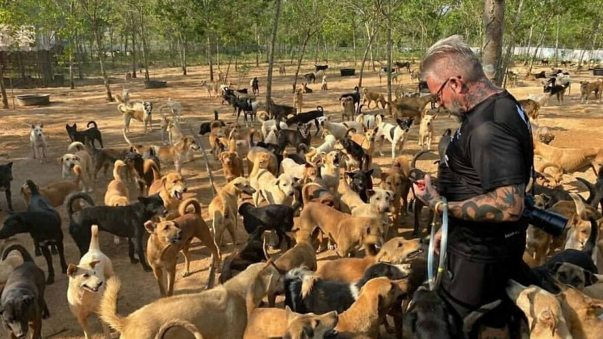 Illustration : "Un homme crée et offre un refuge à plus de 2000 chiens et chats handicapés pour leur offrir l'aide et les soins nécessaires !"