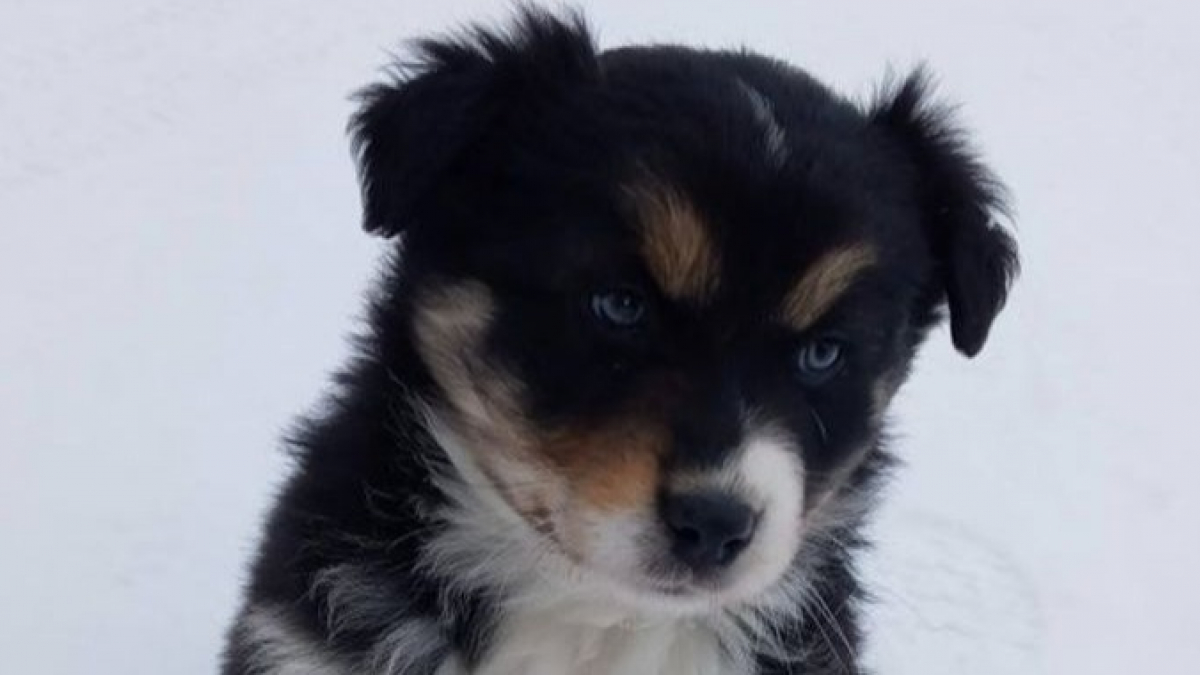 Illustration : "15 photos craquantes de chiens qui vont vous donner envie de sauter le pas de l'adoption"