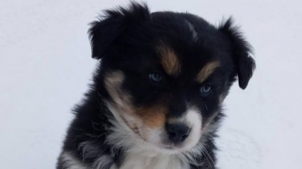 Illustration : 15 photos craquantes de chiens qui vont vous donner envie de sauter le pas de l'adoption