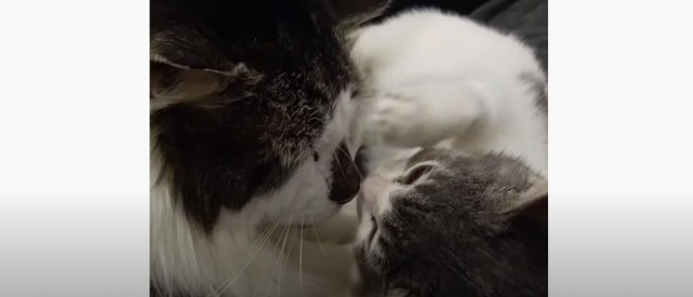 Illustration : "Touché par une maladie rare, ce chaton a trouvé le réconfort avec un chat sénior du refuge "