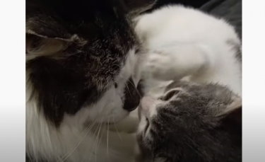 Illustration : "Touché par une maladie rare, ce chaton a trouvé le réconfort avec un chat sénior du refuge "