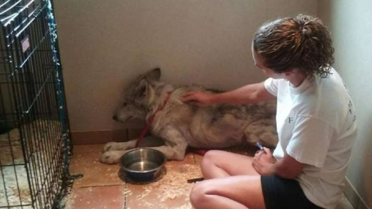 Illustration : "Un chien loup effrayé et qui ne faisait confiance en personne est enfin sorti de son chenil en trouvant l'âme soeur !"