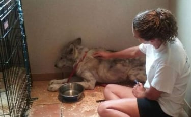 Illustration : "Un chien loup effrayé et qui ne faisait confiance en personne est enfin sorti de son chenil en trouvant l'âme soeur !"