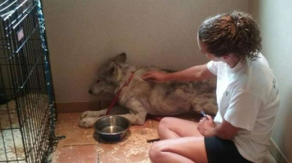 Illustration : Un chien loup effrayé et qui ne faisait confiance en personne est enfin sorti de son chenil en trouvant l'âme soeur !