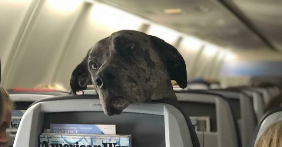 20 animaux que l'on rêverait de croiser dans les