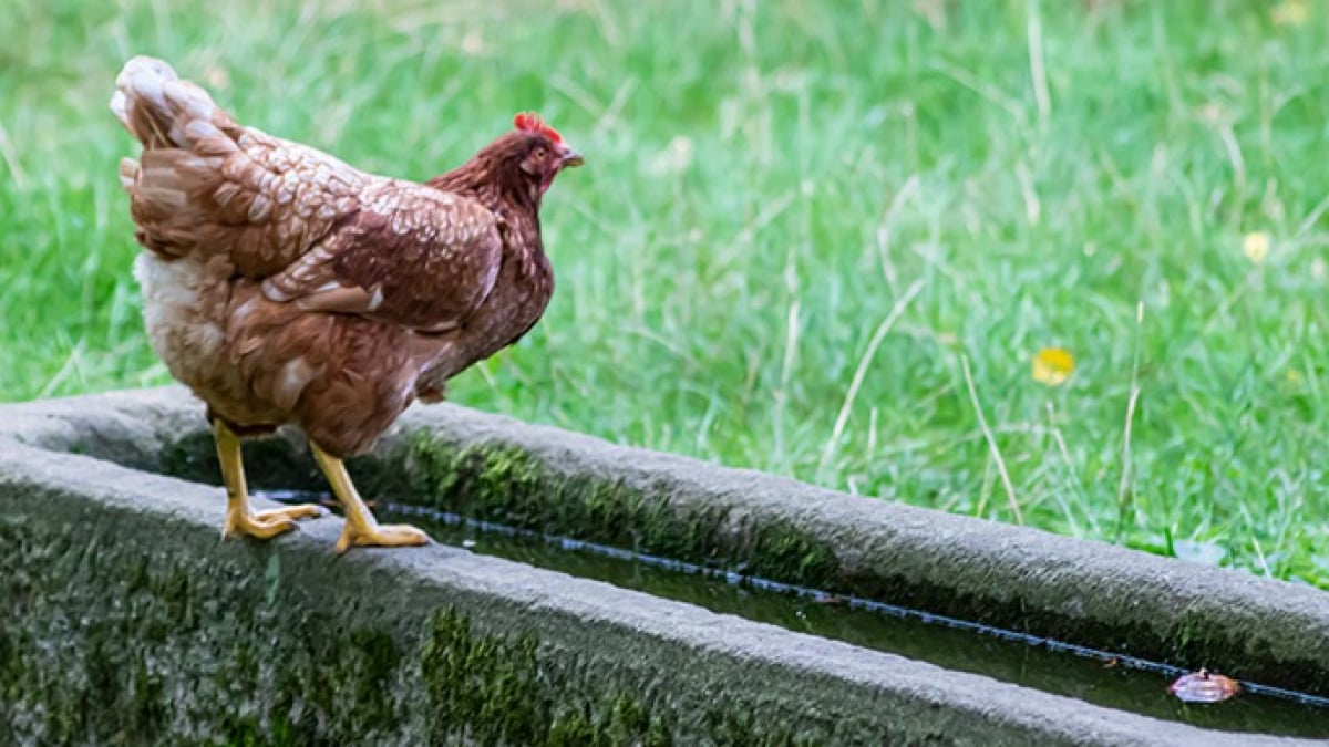 Comment construire un abreuvoir pour les poules ?