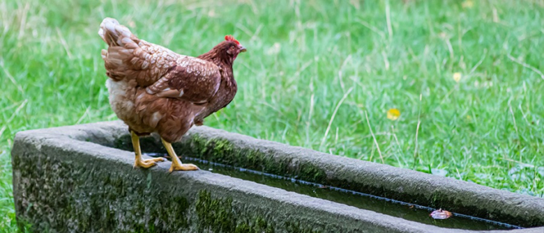 Illustration : "Construire un abreuvoir à ses poules"