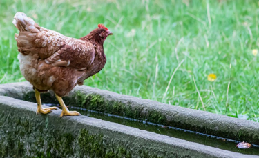 Illustration : "Construire un abreuvoir à ses poules"