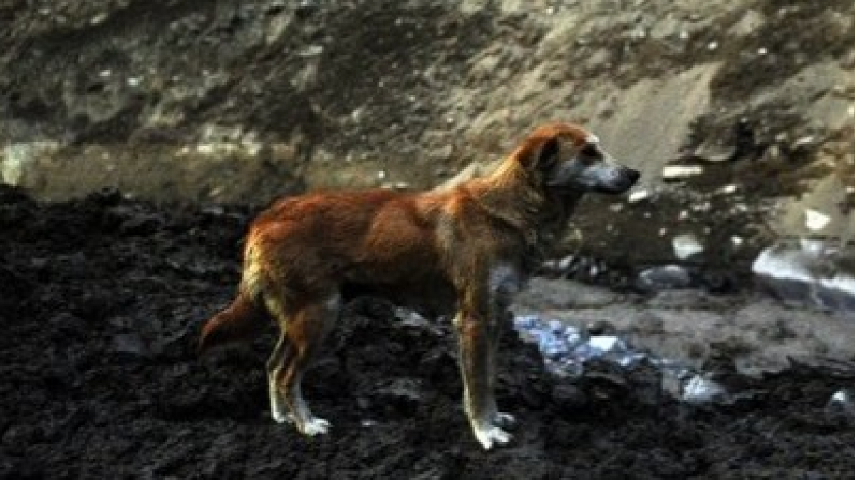 Illustration : "L'image poignante d'une chienne qui pleure chaque jour la perte de ses chiots après l'explosion d'un glacier en Himalaya"