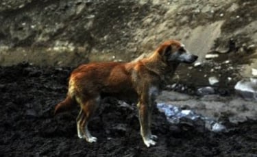 Illustration : "L'image poignante d'une chienne qui pleure chaque jour la perte de ses chiots après l'explosion d'un glacier en Himalaya"