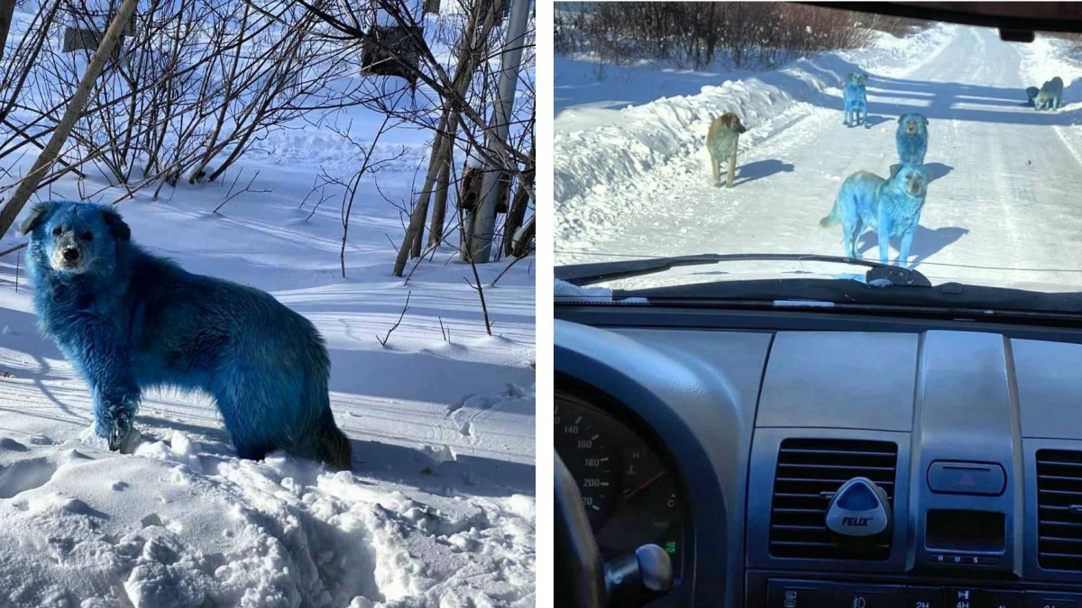 Illustration : "Des mystérieux chiens bleus aperçus en Russie !"