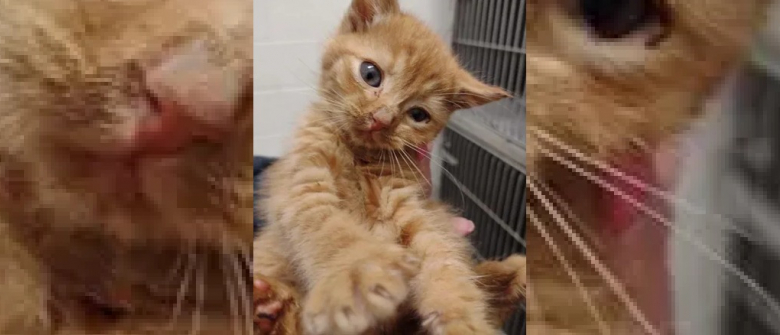 Illustration : "Ce chaton errant à la tête inclinée après une attaque violente a surmonté tous les obstacles pour vivre une vie de rêve"