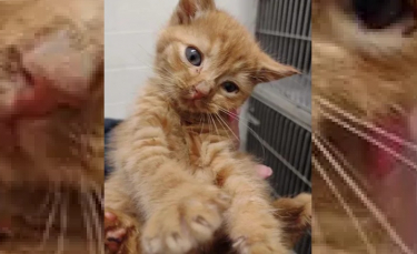 Illustration : "Ce chaton errant à la tête inclinée après une attaque violente a surmonté tous les obstacles pour vivre une vie de rêve"
