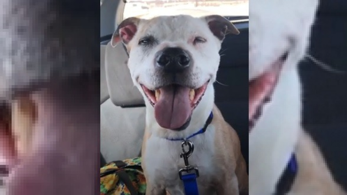 Illustration : "Un chien âgé de 16 ans dans un refuge ne peut s'empêcher de sourire sur le trajet de sa nouvelle maison (vidéo)"