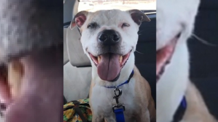 Illustration : Un chien âgé de 16 ans dans un refuge ne peut s'empêcher de sourire sur le trajet de sa nouvelle maison (vidéo)