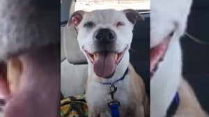 Illustration : "Un chien âgé de 16 ans dans un refuge ne peut s'empêcher de sourire sur le trajet de sa nouvelle maison (vidéo)"