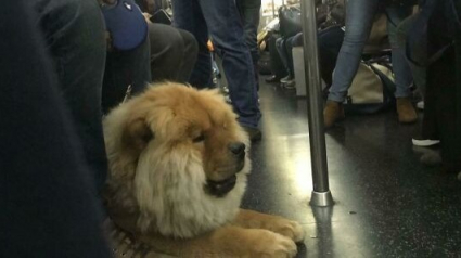 Illustration : 15 animaux pour qui les transports en commun sont une partie de plaisir