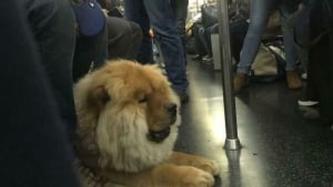 Illustration : 15 animaux pour qui les transports en commun sont une partie de plaisir