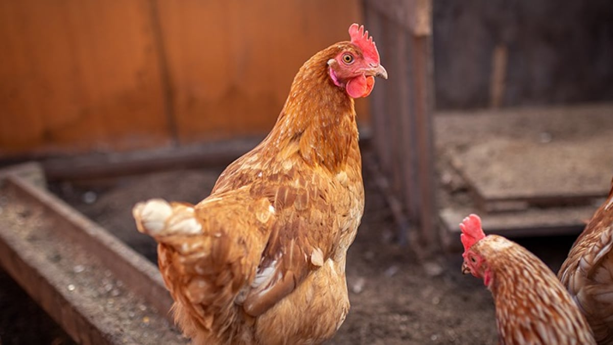 Illustration : "La journée type d'une poule"