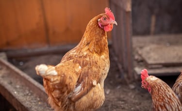 Illustration : "La journée type d'une poule"