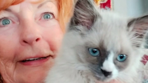 Illustration : Une femme pense adopter un chaton en ligne et se fait arnaquer de près de 2 000 euros 