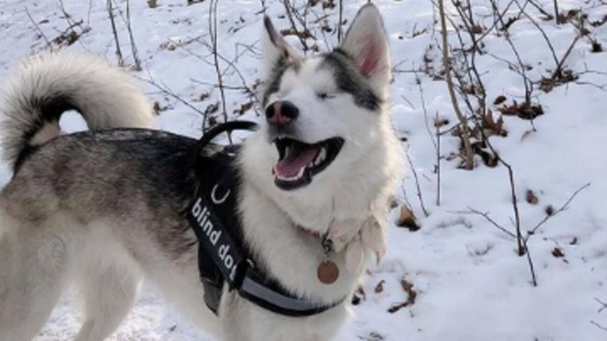 Illustration : "Un chien aveugle ne peut contenir sa joie lorsqu'il découvre la sensation de la neige (vidéo)"