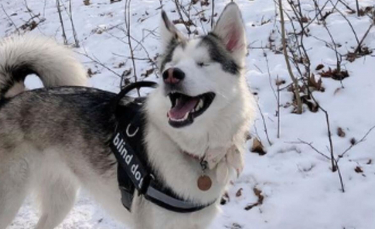 Illustration : "Un chien aveugle ne peut contenir sa joie lorsqu'il découvre la sensation de la neige (vidéo)"