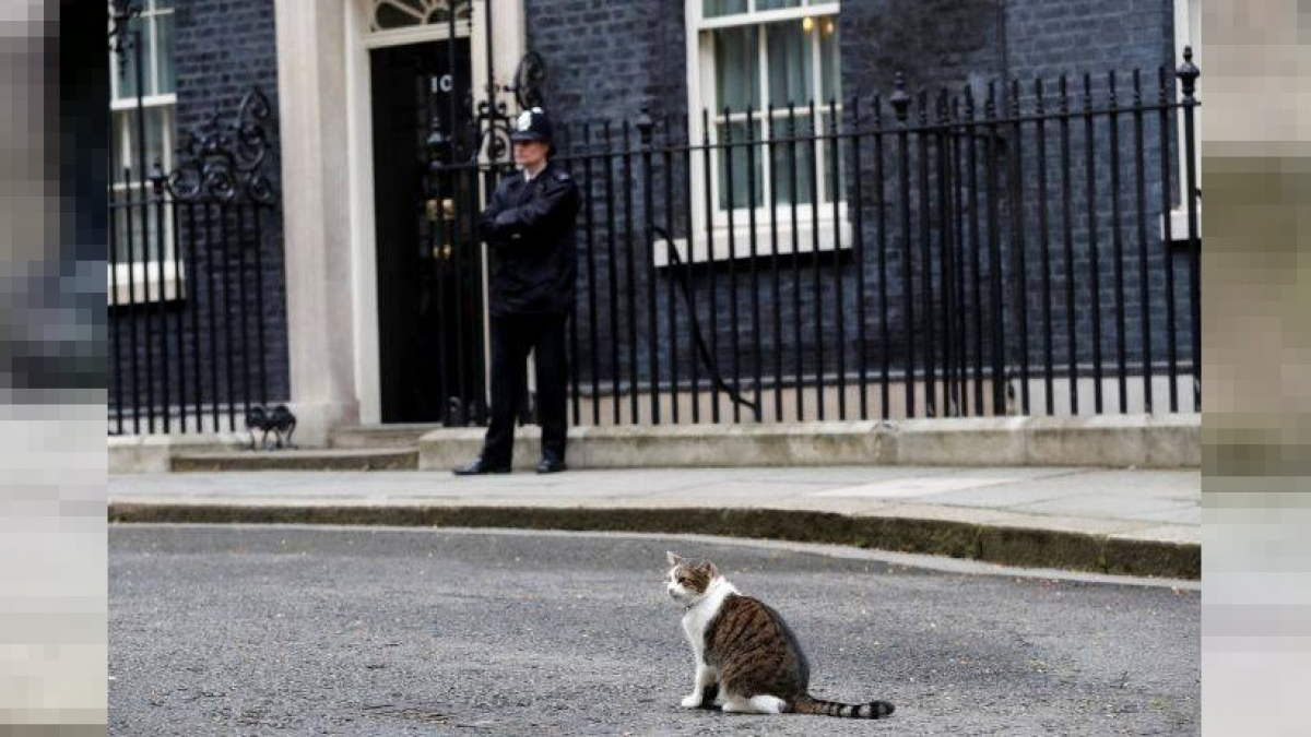 Illustration : "Larry fête ses 10 ans en tant que chat chasseur de rongeurs à la résidence du Premier ministre britannique"