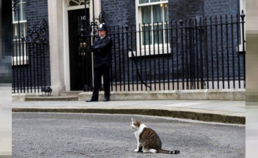 Illustration : "Larry fête ses 10 ans en tant que chat chasseur de rongeurs à la résidence du Premier ministre britannique"