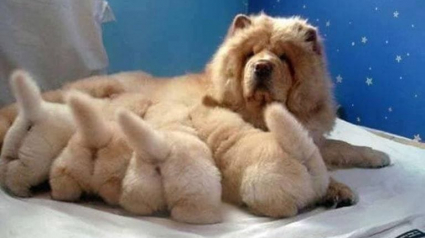 Illustration : 16 photos qui illustrent toute la force et le courage des mamans chiens