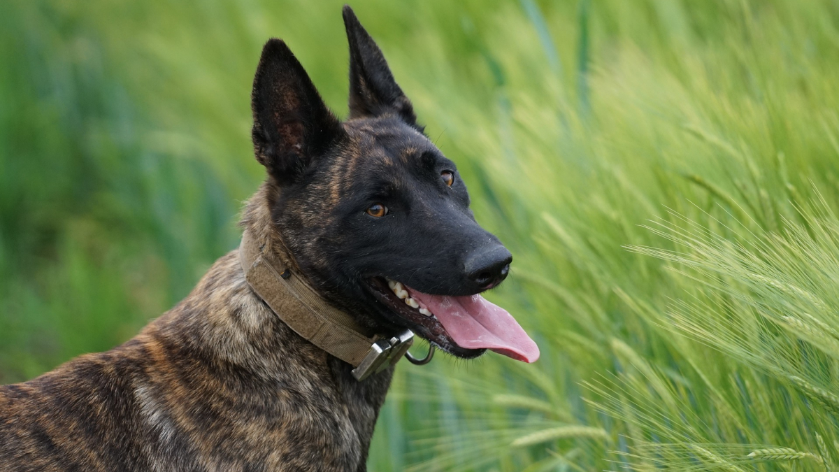 Illustration : "Un chien policier fait chuter et arrête 2 cambrioleurs d'un magasin H&M"