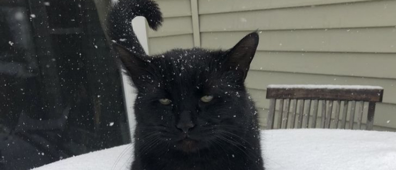 Illustration : "16 photos qui montrent que chats et neige ne font pas bon ménage"