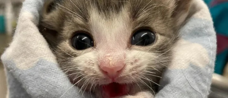 Un Chat Atteint De Nanisme Fait Tout Pour Surmonter Ses Nombreux Problemes De Sante Un Chat Atteint De Nanisme Fait Tout Pour Surmonter Ses Nombreux Problemes De Sante