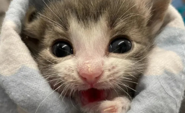 Illustration : "Un chaton malade et incapable de se tenir debout retrouve la force grâce au soutien d'autres chats"