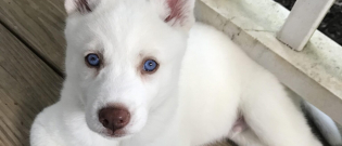 Illustration : "10 photos de chiots Husky qui vont vous faire craquer"