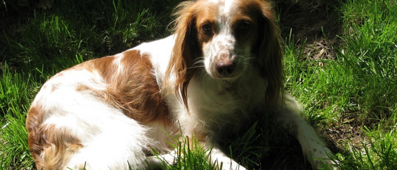 Un Chien Attache Dans Le Froid Au Milieu De Ses Excrements Et Sans Nourriture La Fondation 30 Millions D Amis Intervient Un Chien Attache Dans Le Froid Au Milieu De Ses Excrements Et Sans Nourriture La Fondation 30 Millions D Amis Intervient