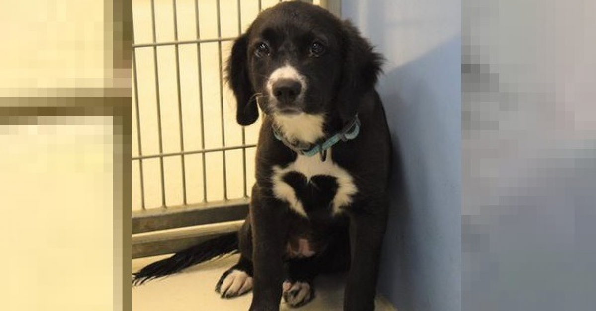Un chien de refuge soumis à l'adoption fait le buzz. Une