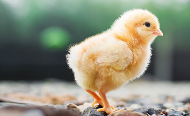 Illustration : "La naissance des poussins"